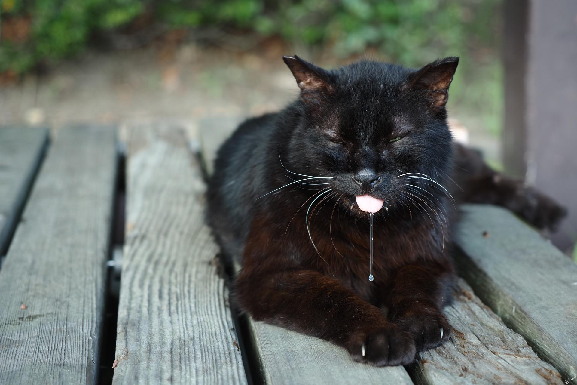 よい撮影ができた日