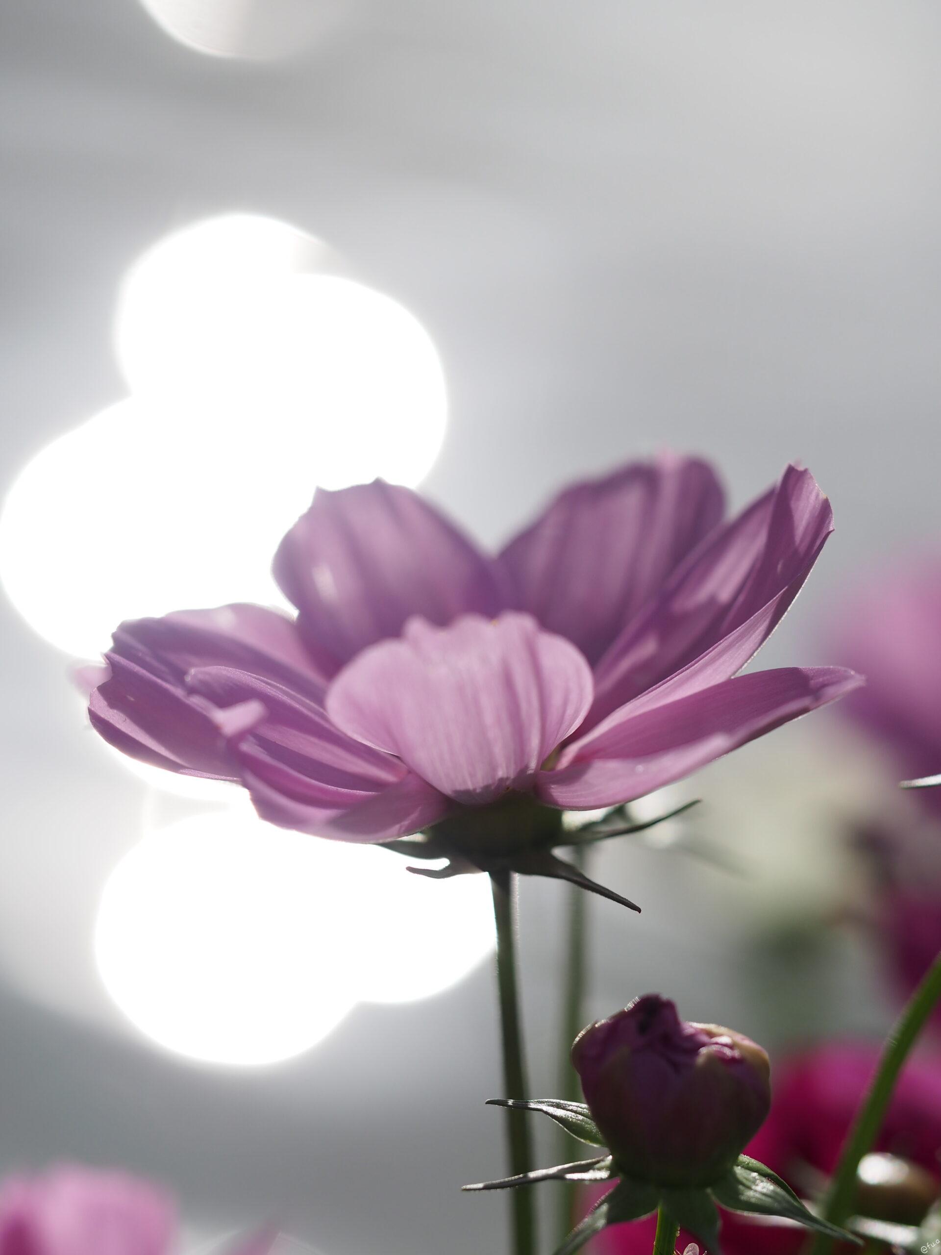 ハーフリセット、フィフティリセット